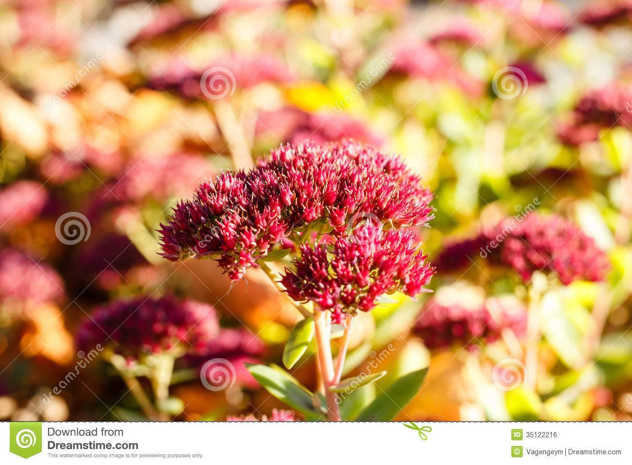 Autumn Flower Royalty Free Stock Image   Image  35122216