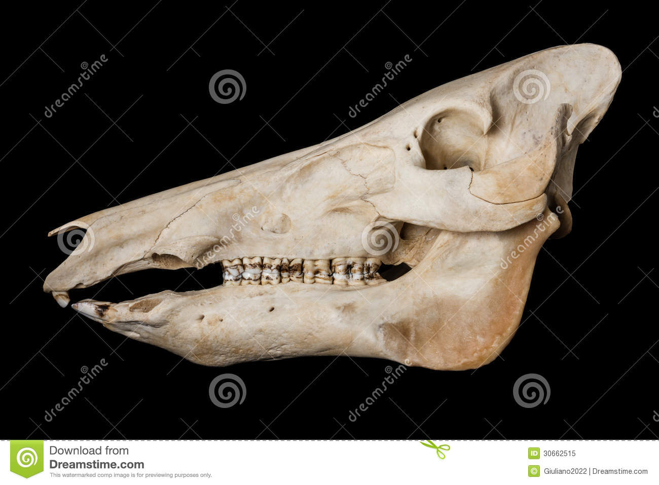 Boar Skull Royalty Free Stock Photo   Image  30662515