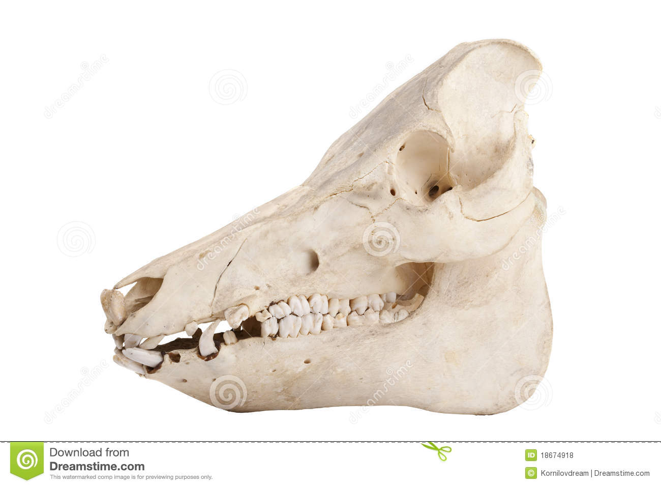 Boar Skull Royalty Free Stock Photos   Image  18674918