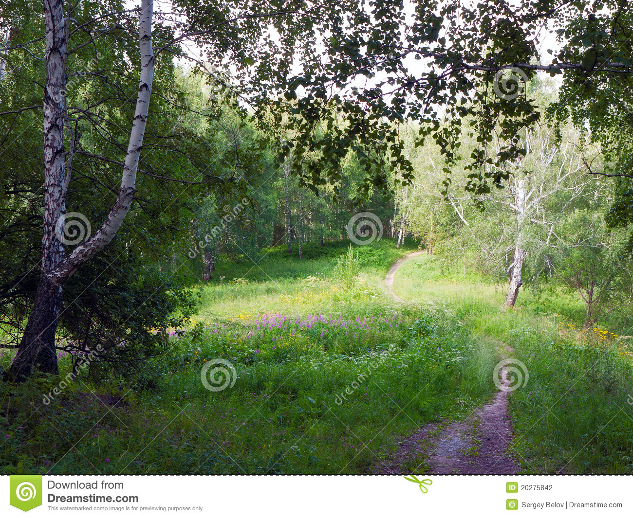 Flower Meadow In The Woods  Stock Photography   Image  20275842