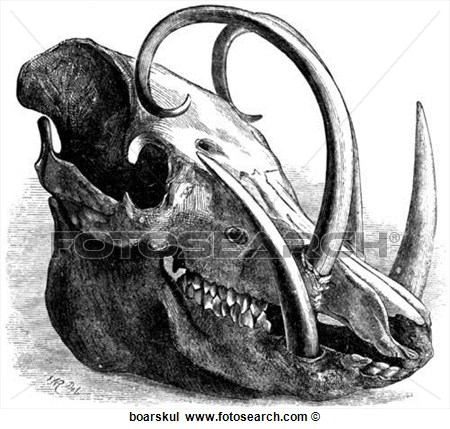 Mammals   General  The Skull Of A Wild Boar  Boarskul   Search Clipart