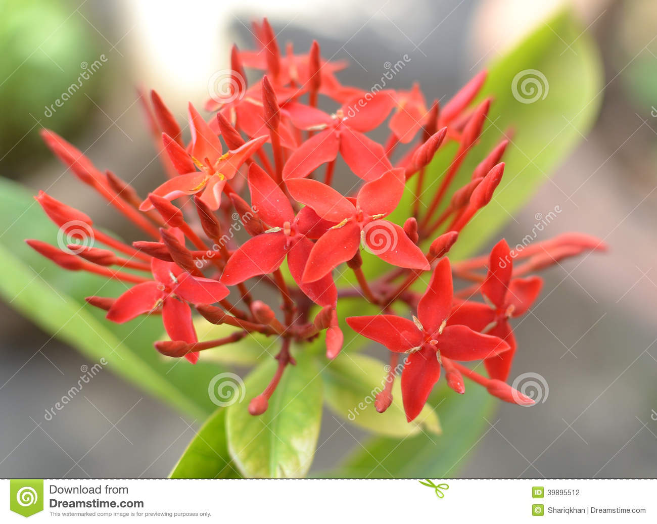 Ornamental Flowers Of Red Ioxa Coccinea Stock Photo   Image  39895512