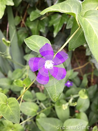 Purple Wild Flower Stock Photo   Image  55763868