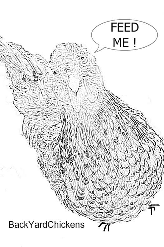 Quail Man Coloring Page Http   Www Backyardchickens Com T 530154 The    