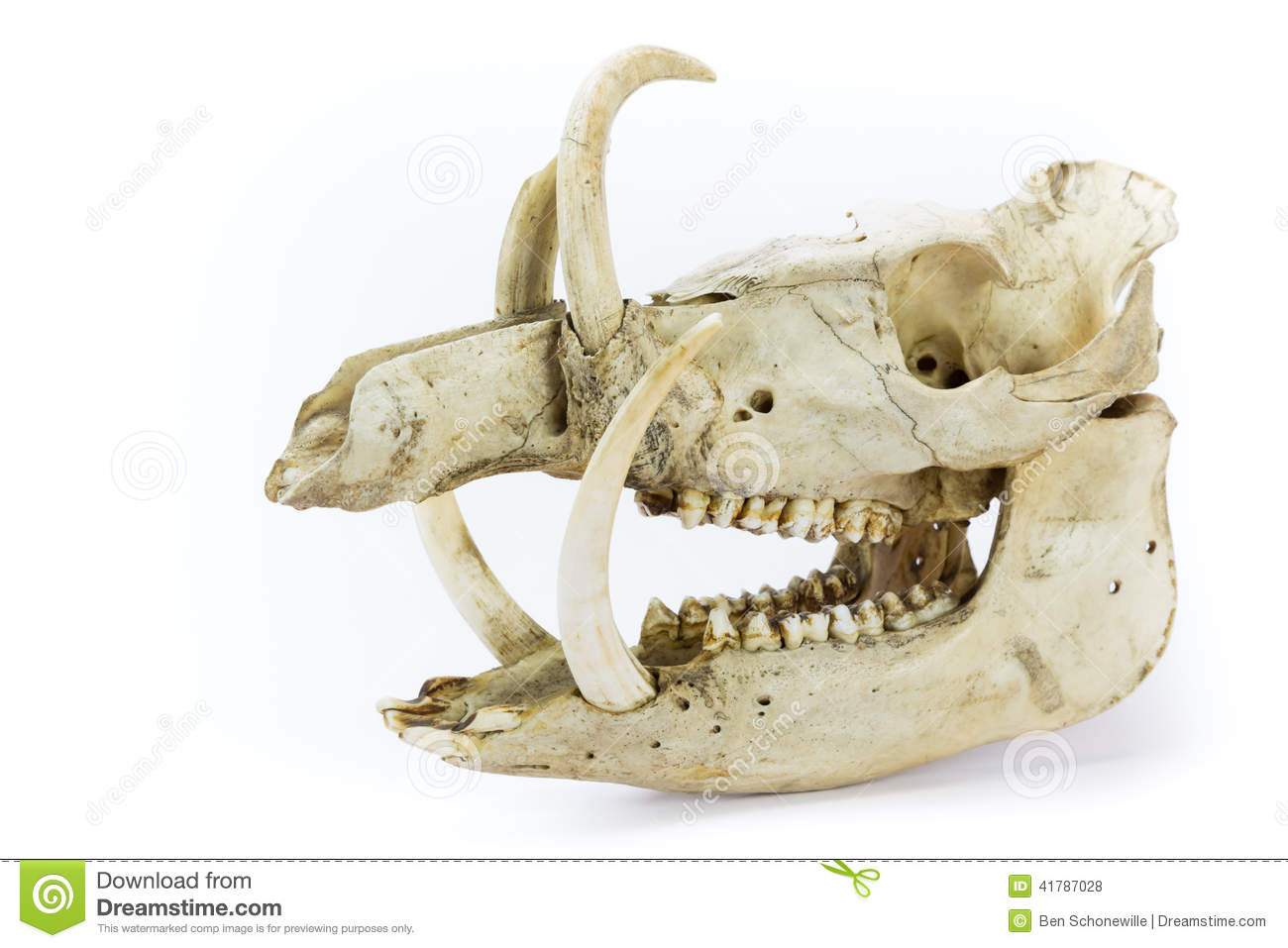 Skull Of Wild Pig With Long Teeth On White Background 