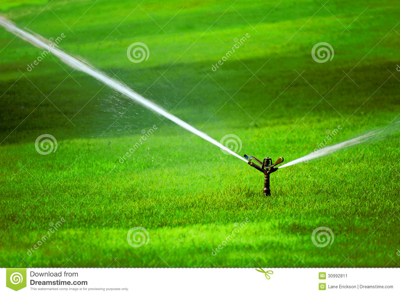 Sprinkler Spraying Stream Of Water On Lush Green Grass