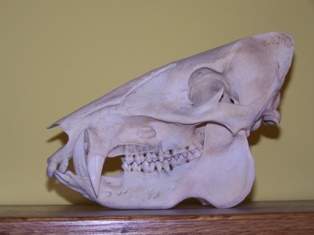 Wild Boar Skulls Drawings   Boar Skull   Havelina Wild Boar Skull Pig    
