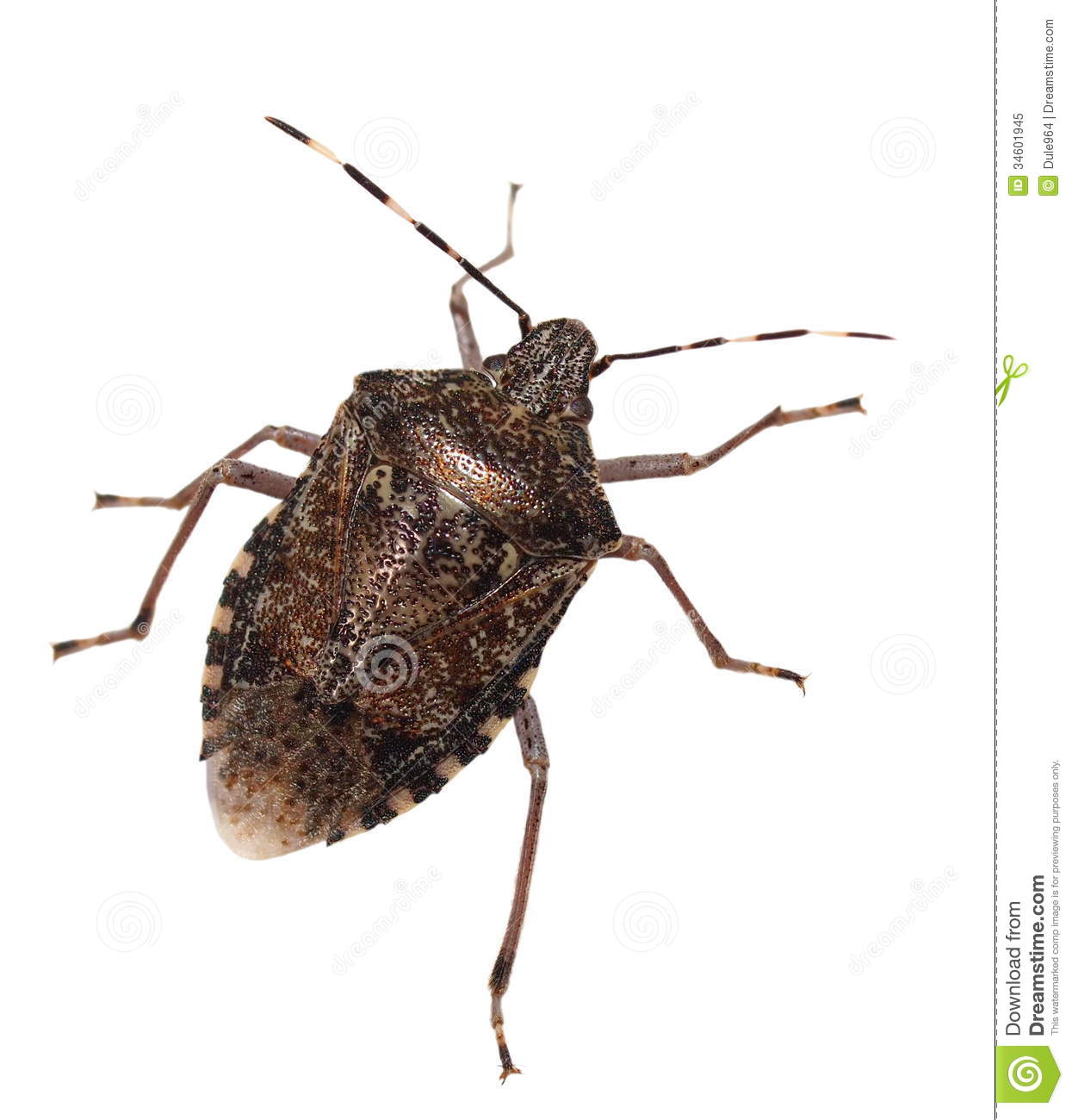 Brown Marmorated Stink Bug Isolated On White Background With Clipping