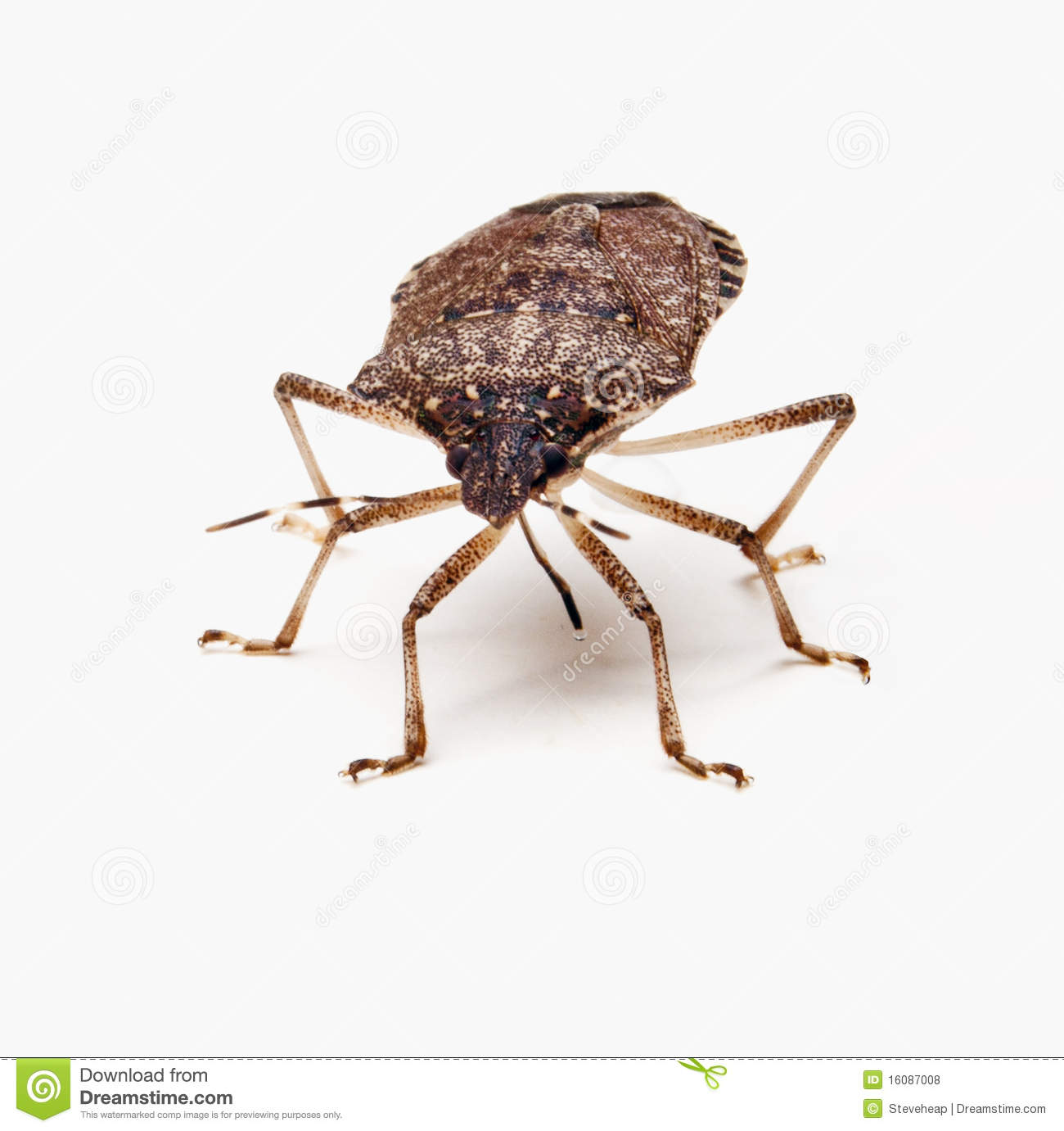 Brown Marmorated Stink Bug Or Shield Bug Isolated Against White