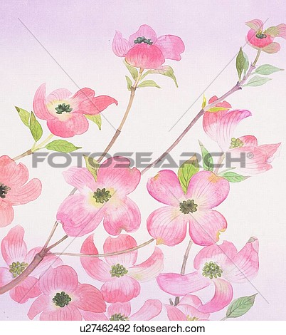 Clip Art   Dogwood Blossoms Close Up  Fotosearch   Search Clipart    