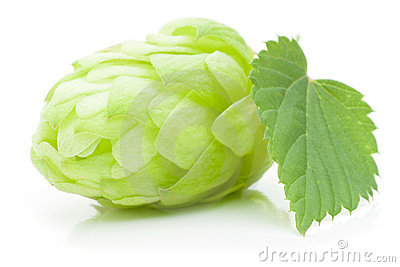 Close Up View Of Single Hop Cone With Leaf  Isolated On White 