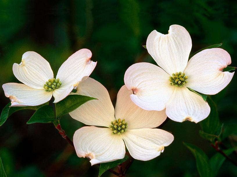 Dogwood  Provincial Flower And Tree Of British Columbia Canada
