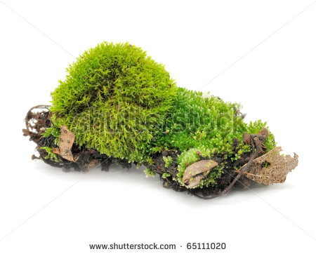 Green Moss Isolated On White Background   Stock Photo
