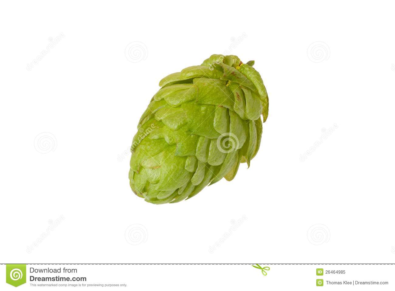 Hops Cone Royalty Free Stock Photo   Image  26464985