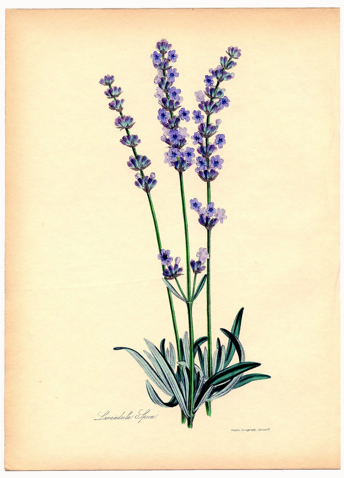 Instant Art Printable   Superb Lavender Botanical   The Graphics Fairy