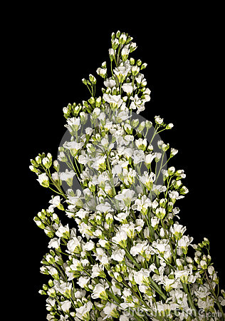 Known As Rock Cress  Romantic Garland With Small Soft Terry Pale White
