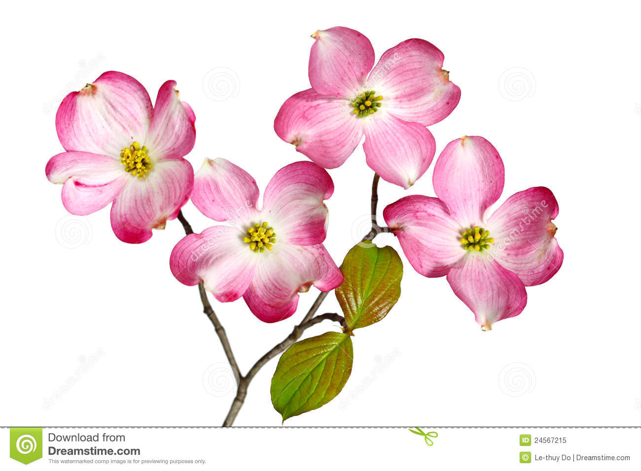 Red Dogwood Blossom Royalty Free Stock Photo   Image  24567215