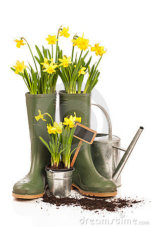 Spring Planting With Daffodils In Wellington Boots On White Background