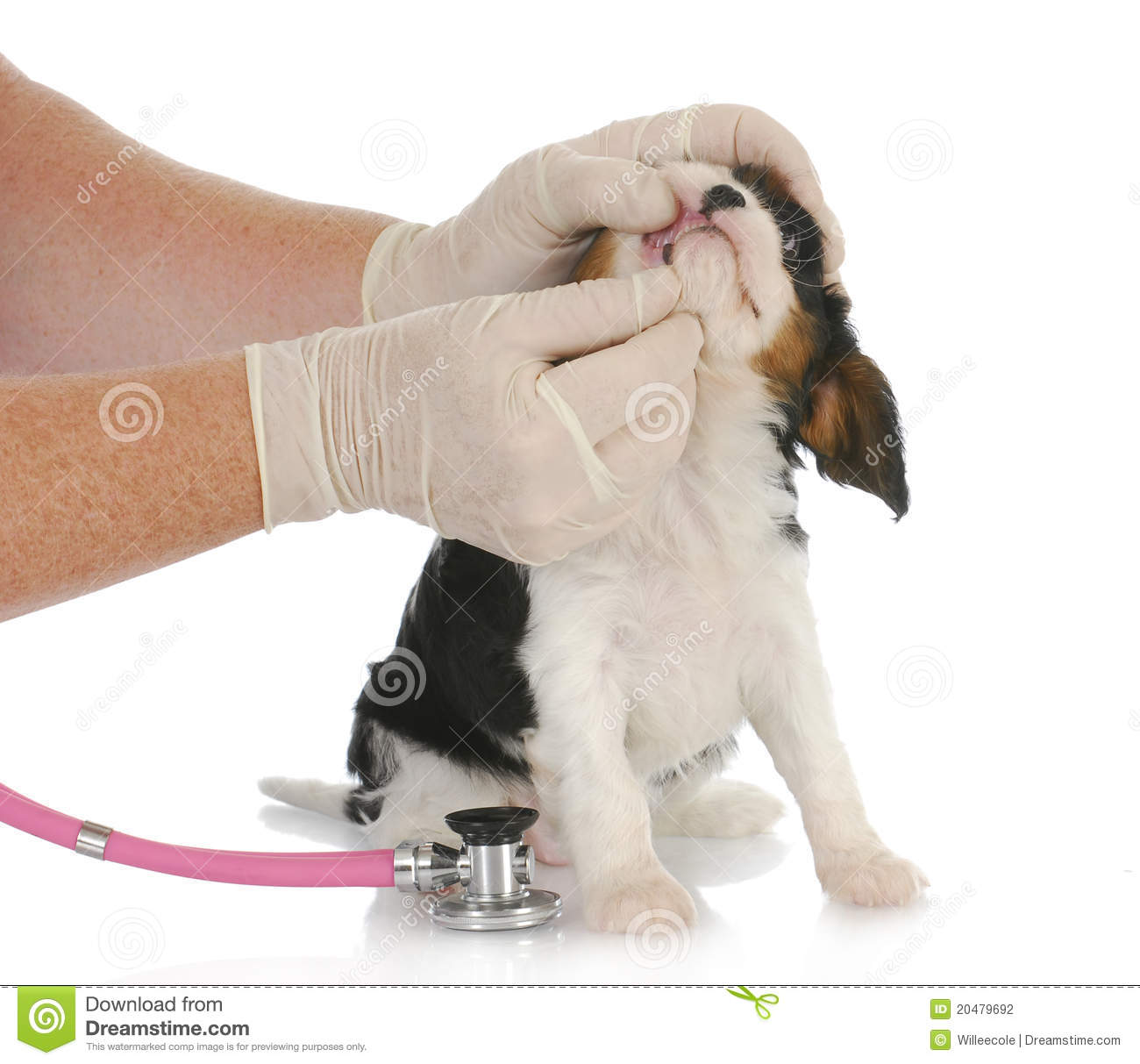 Veterinary Care   Cavalier King Charlies Puppy Being Examined By Vet
