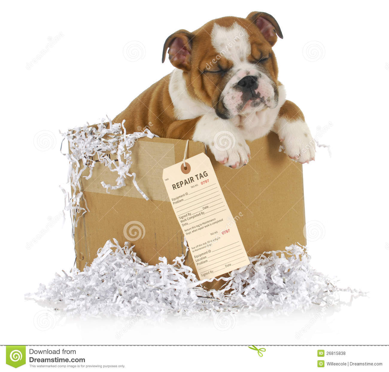 Veterinary Care  English Bulldog Puppy In A Cardboard Box With A    