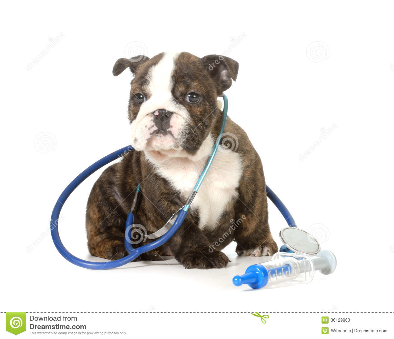 Veterinary Care   English Bulldog Puppy With Stethoscope And Needle