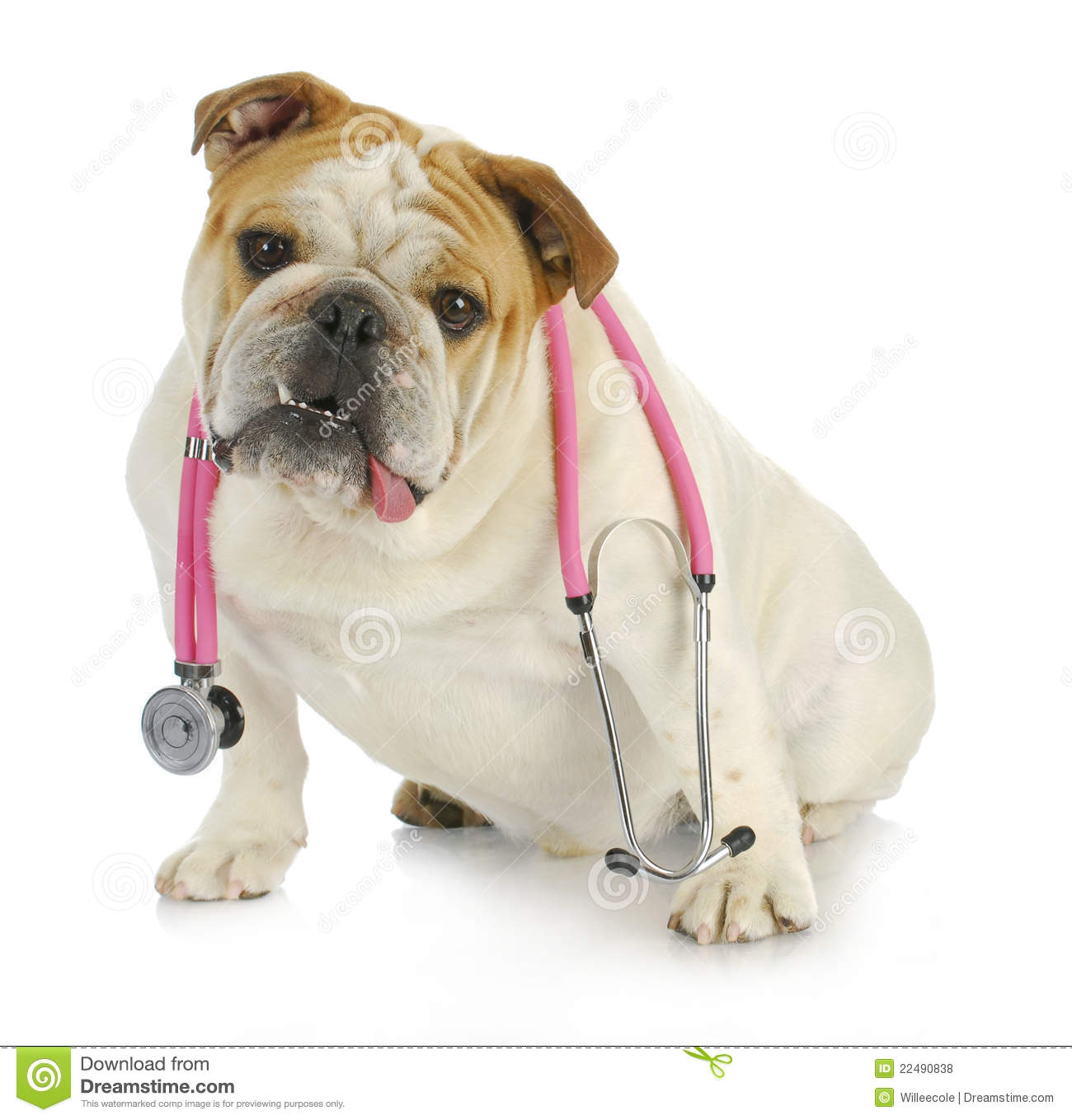 Veterinary Care   English Bulldog With Stethoscope Around Neck Looking    