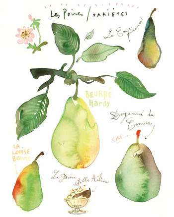 Botanical Watercolor Painting Pears