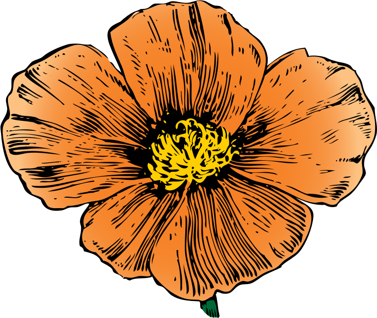 California Poppy By Johnny Automatic   From An Ad In House And Garden
