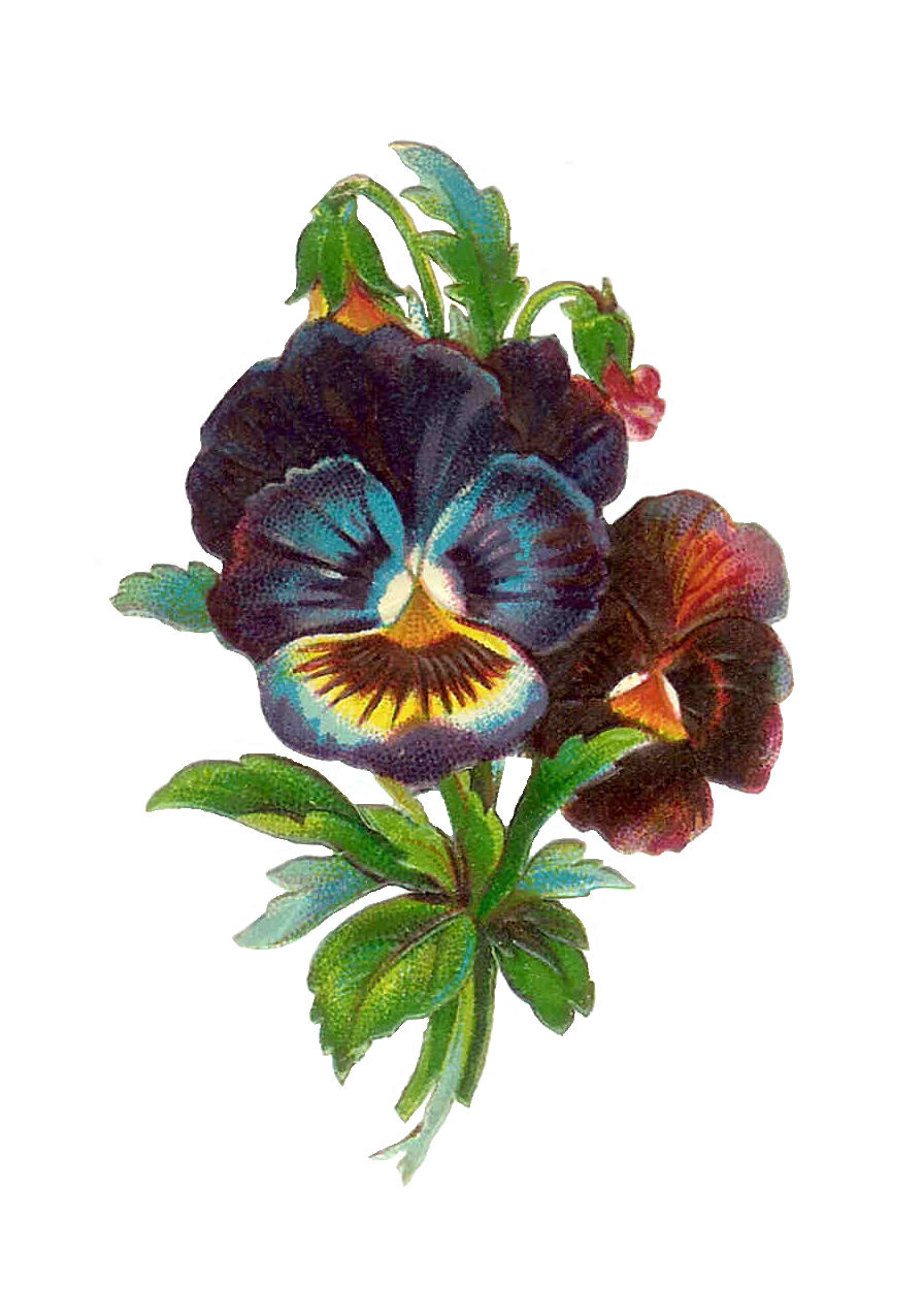 Free Flower Clip Art  Antique Pansy Die Cut From Victorian Scrapbook