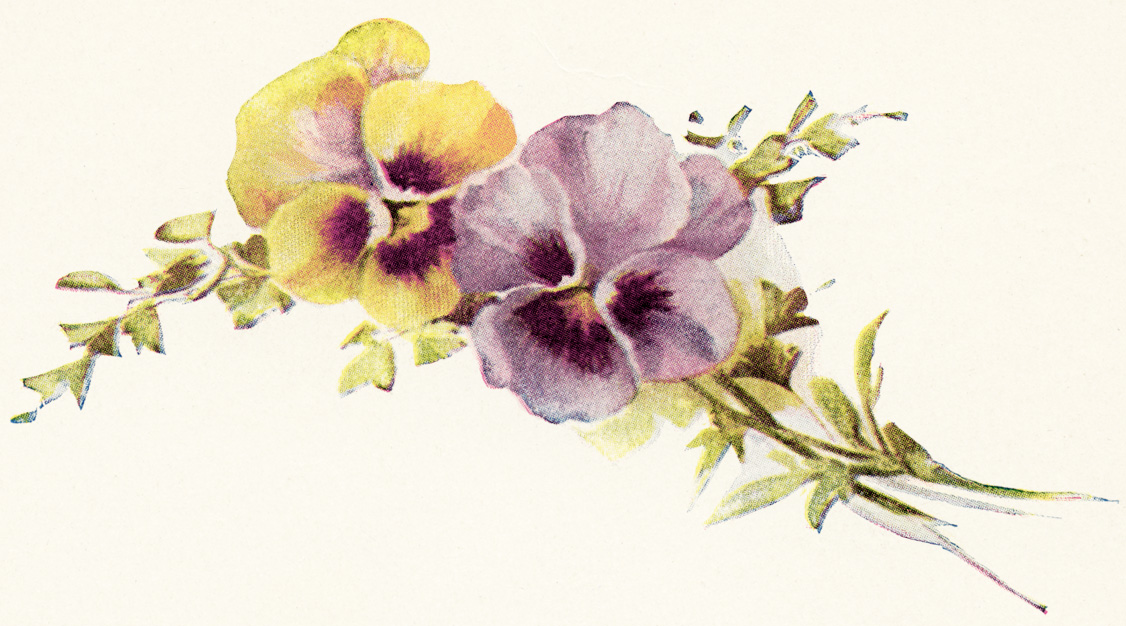 Free Vintage Clipart Flower Yellow And Purple Pansies Vintage Image