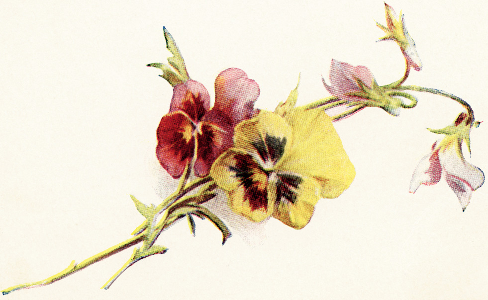 Free Vintage Clipart Flowers Red And Yellow Pansies Vintage Image    