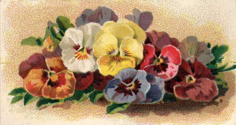 Leaping Frog Designs  Pansies Antique Dictionary Image Free Clip Art