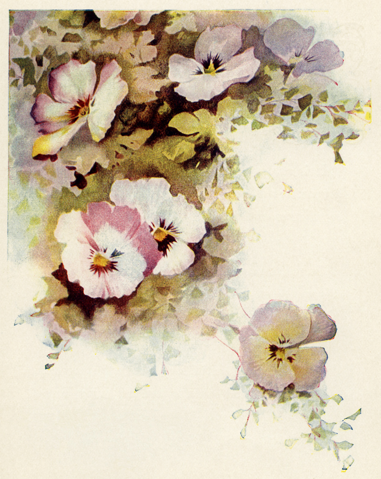 This Pretty Corner Cluster Of Pansies Is An Image From The Book Heart