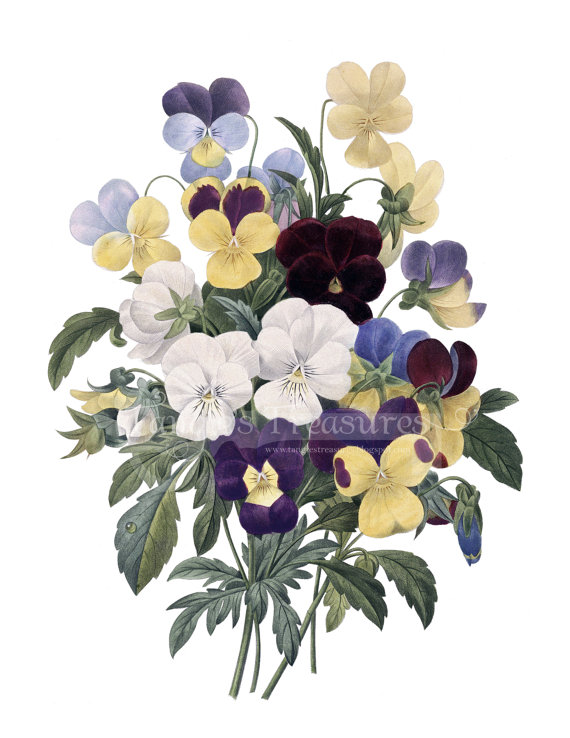Vintage French Pansies Clipart  High Resolution Printable Artwork