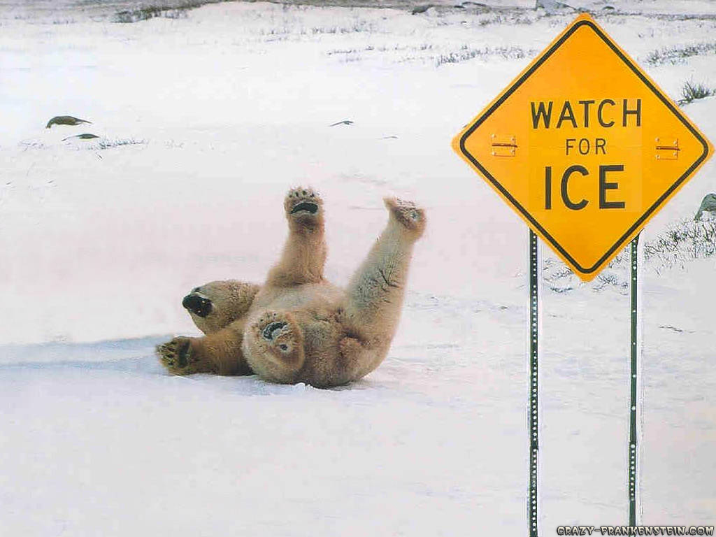 Wallpaper  Polar Bear Slipping On Ice Funny Sing Wallpaper