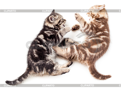 Cats On White   Serie Of High Quality Graphics   Cliparto   3