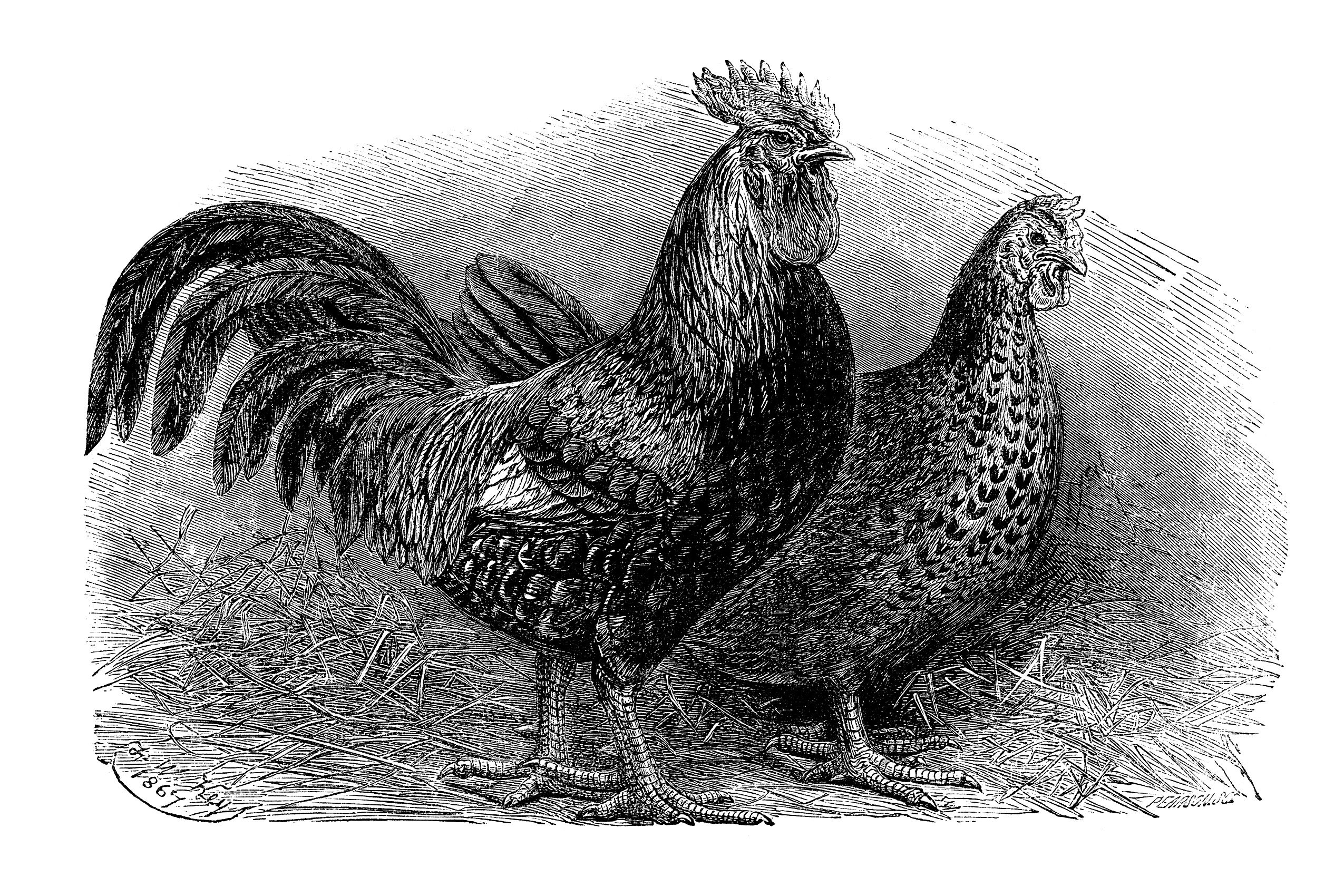 Clip Art Black And White Clipart Dorking Illustration Rooster Hen