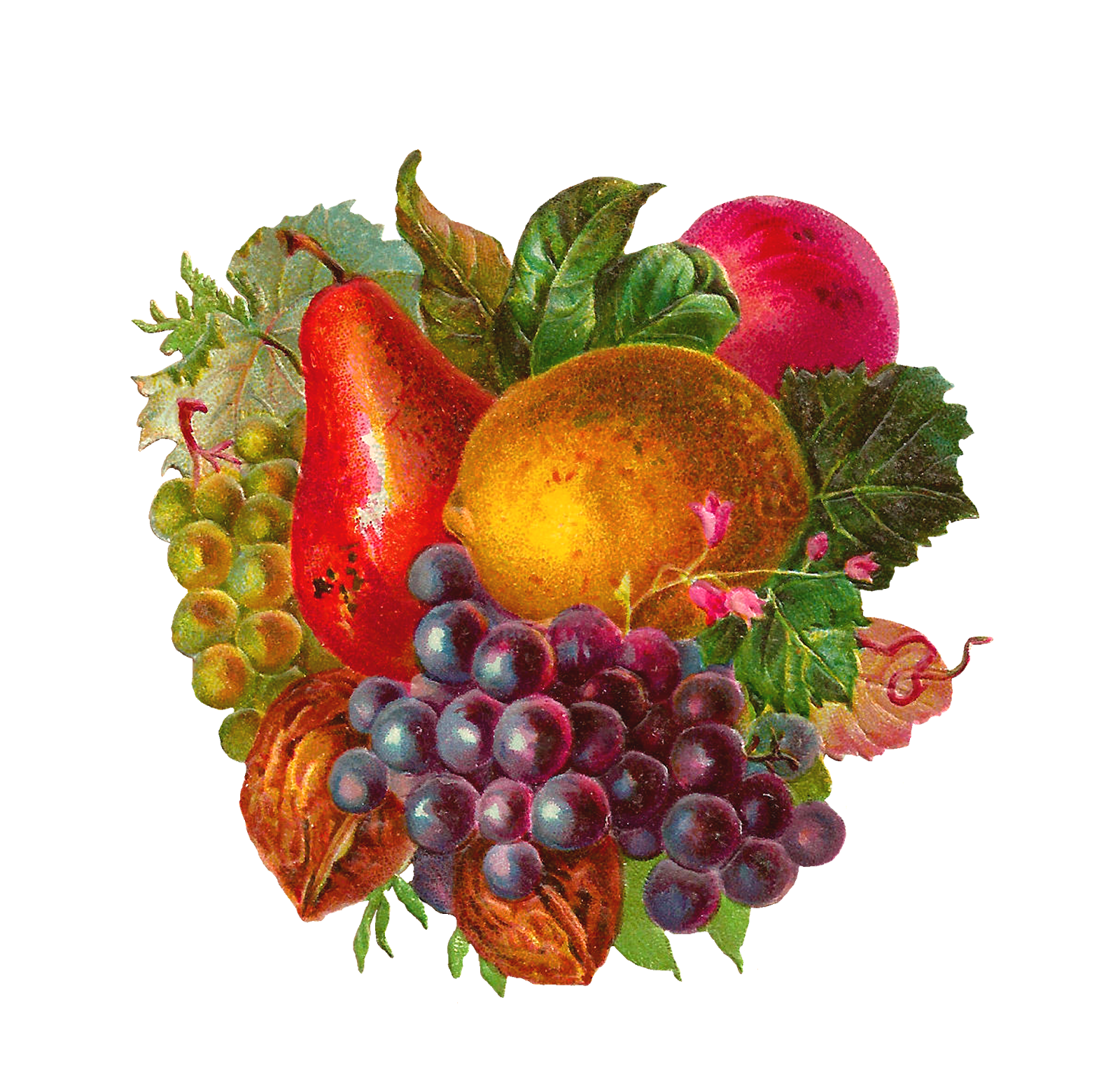 Digital Fruit Clip Art  Pear Grape Lemon Apple And Walnuts Graphic