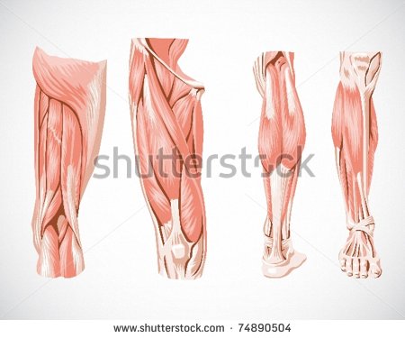 Muscular Leg Clip Art Muscle System Leg   Stock