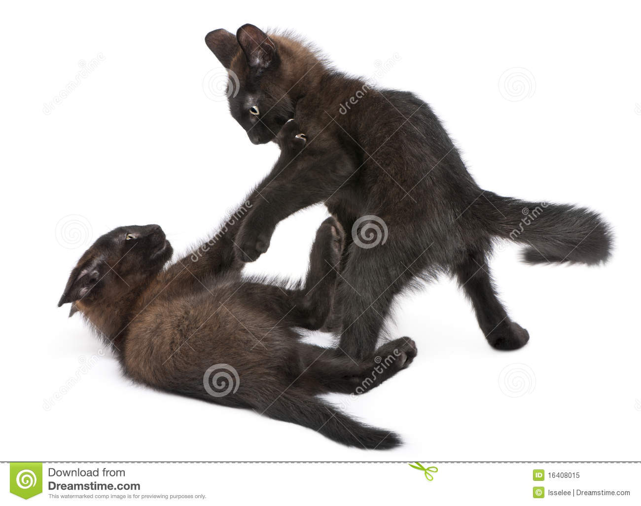 Two Black Kittens Playing Together In Front Of White Background