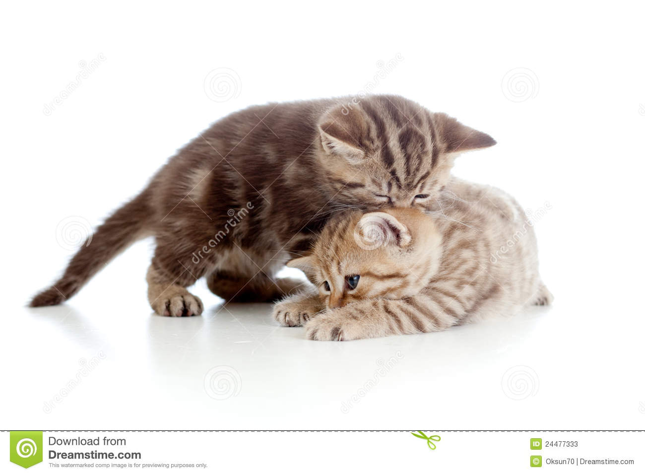 Two Funny Small Kittens Playing With Each Other Stock Photos   Image
