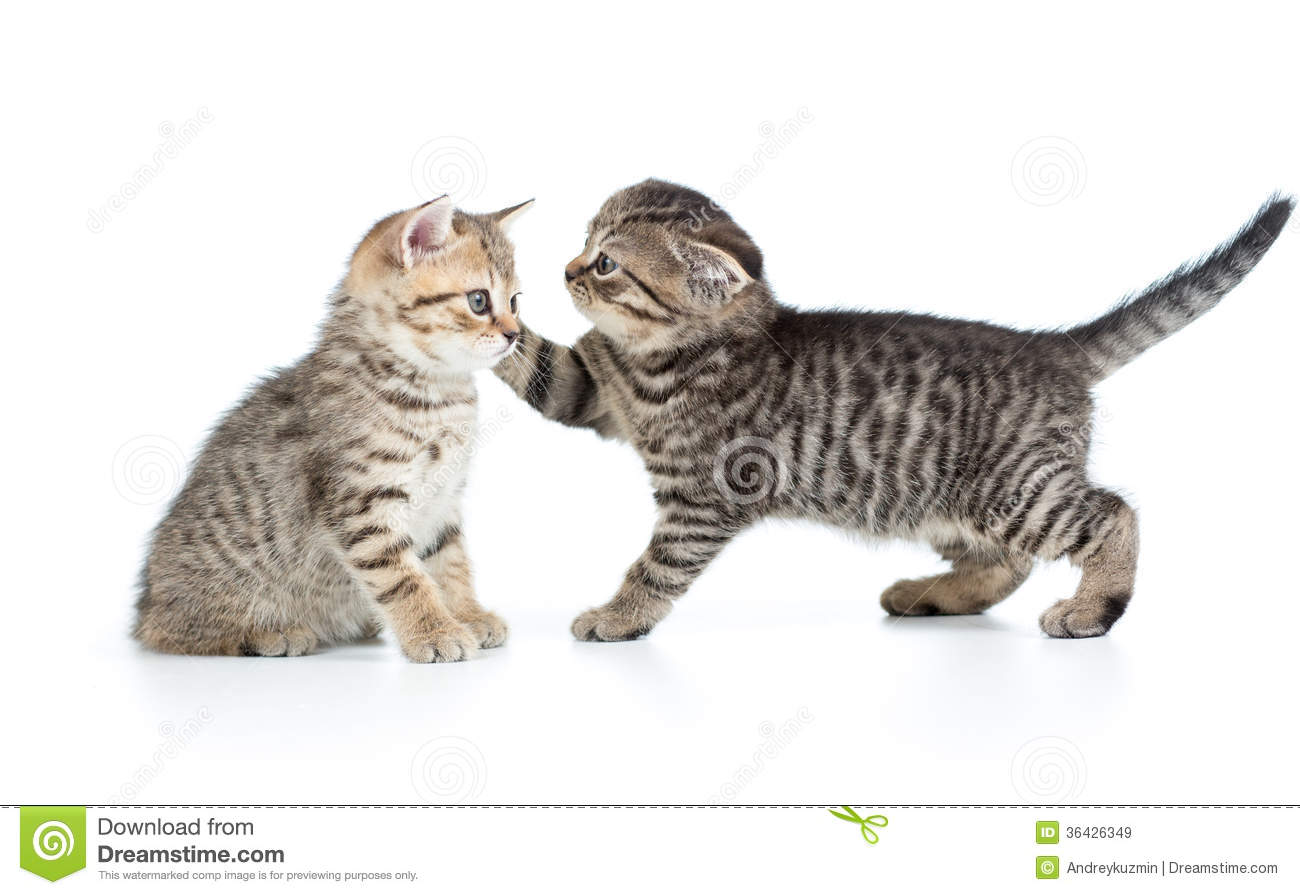 Two Kittens Playing Together Royalty Free Stock Images   Image