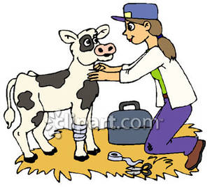 Country Vet Checking Out A Calf   Royalty Free Clipart Picture