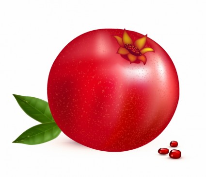 Pomegranate Free Vector In Adobe Illustrator Ai    Ai   Encapsulated