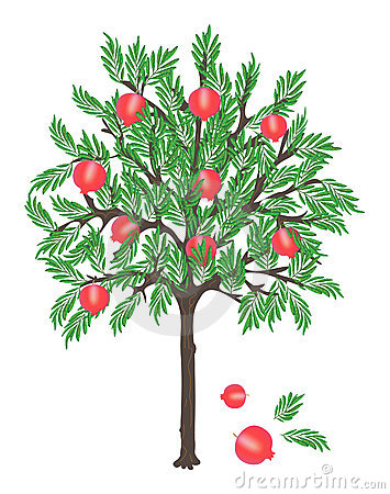 Pomegranate Tree Stock Photography   Image  18438262