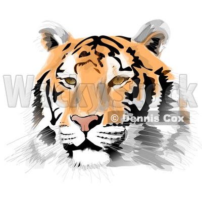 Tiger S Face With Whiskers Clipart Illustration   Dennis Cox  6130