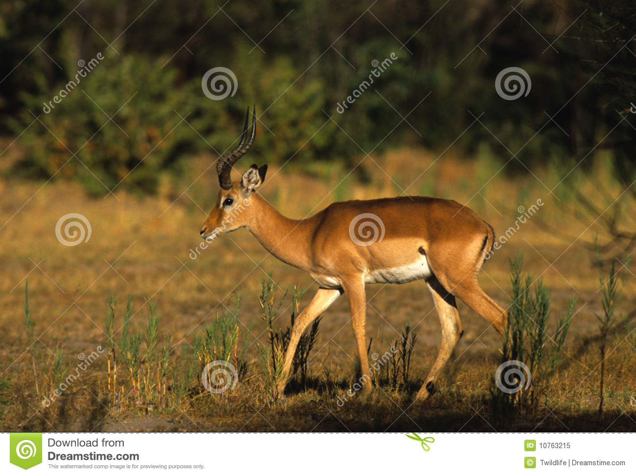 An Impala Ram Walking Through A Clearing In The Bush 