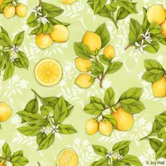 Botanical Lemons On Pinterest   Botanical Prints Botanical Drawings    