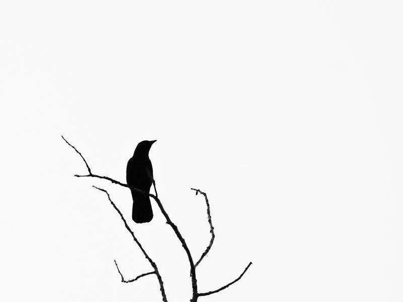 Crow On Branch Silhouette Free Cliparts That You Can Download To You