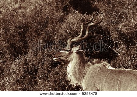 Kudu Ram Standing Next To A Bush Stock Photo 5253478   Shutterstock